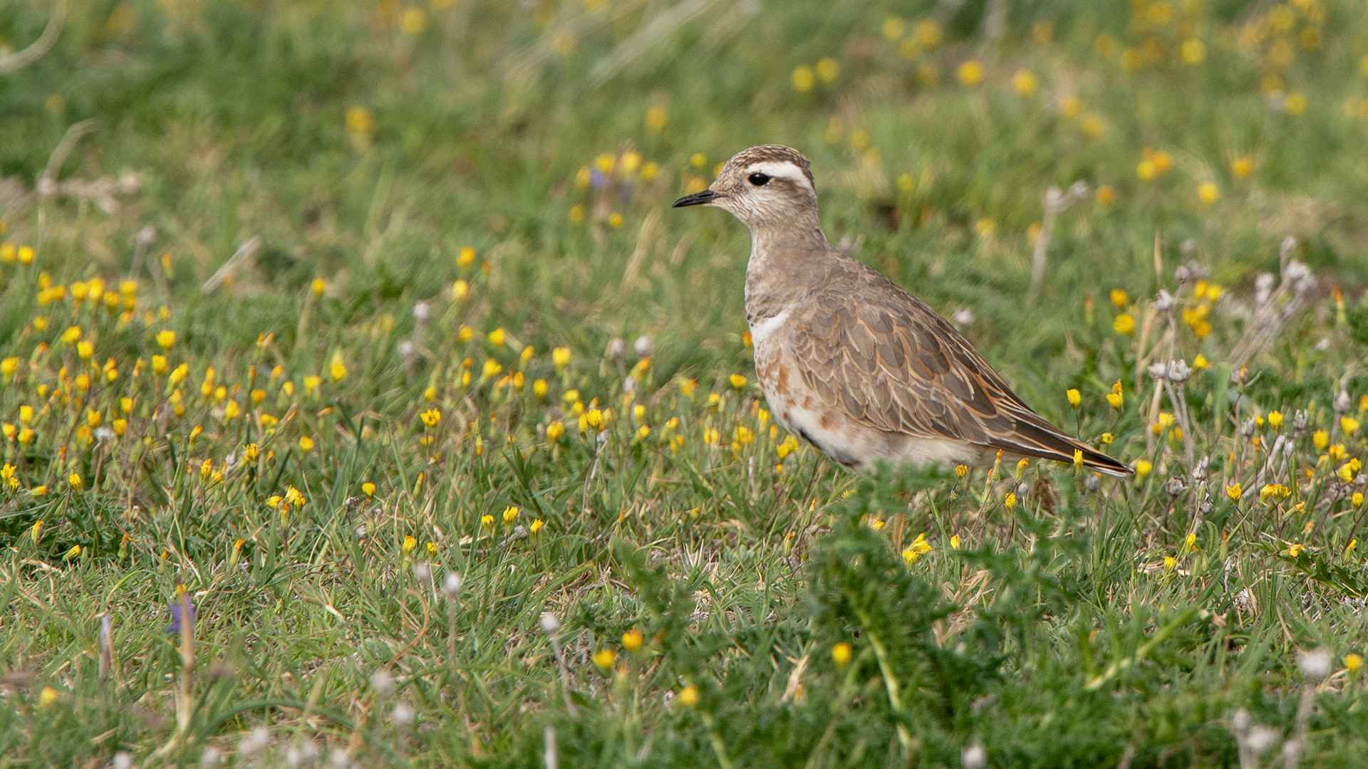 Eurasian Dotterel